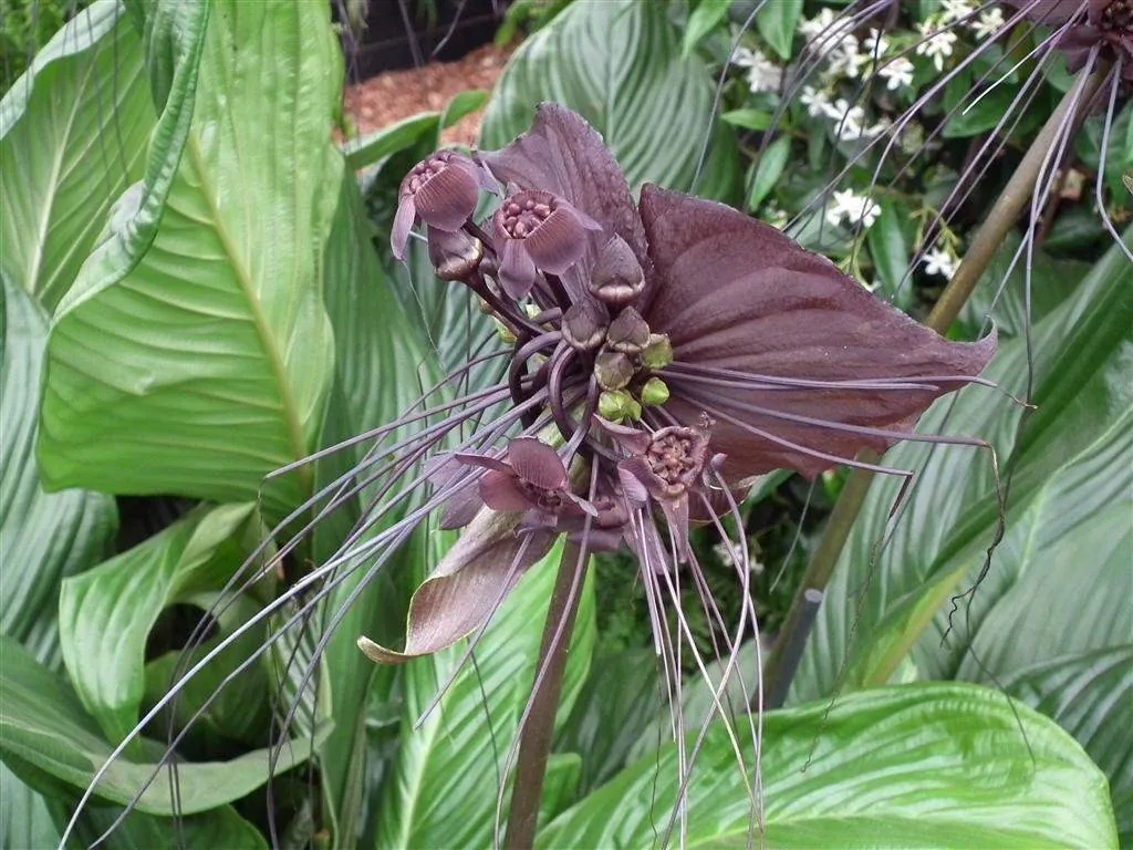 Floral marquee in the long water area 39